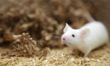 In Pre – Clinical Studies, is it ethical to experiment on animals?