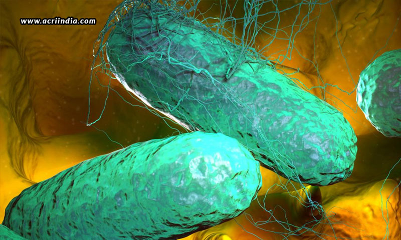 Scientists-To-Study-Typhoid-Infection-Via-Controlled-Human-Infection-Models